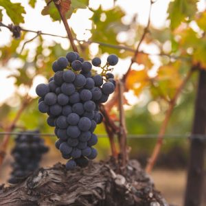 Wine Companies “Press More” out of Their Forklifts with Li-ion Batteries Wine Companies “Press More” out of Their Forklifts with Li-ion Batteries